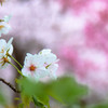 葉桜の季節