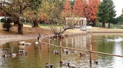 晩秋の蜻蛉池公園3