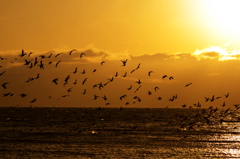 琵琶湖夕景