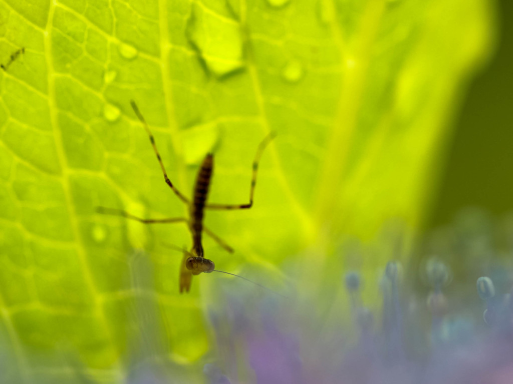 カマキリ