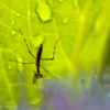 カマキリ