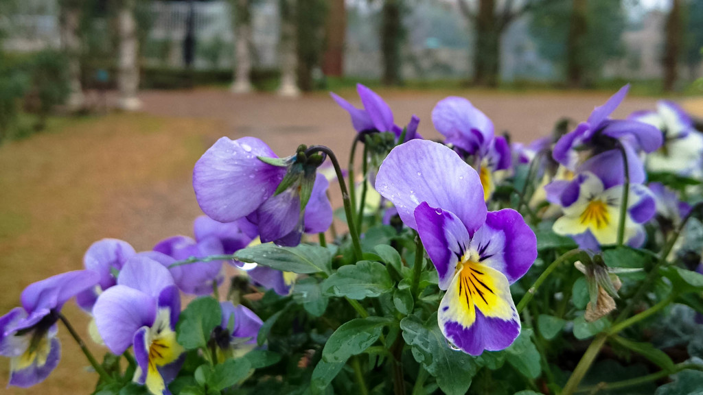 花