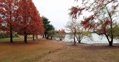 晩秋の蜻蛉池公園2