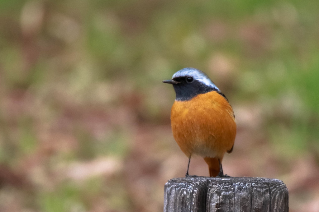 ジョウビタキ♂