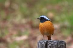 ジョウビタキ♂