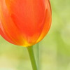 colors