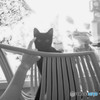 the EYES