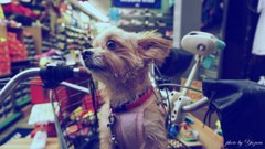 主を待ってる犬