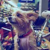 主を待ってる犬