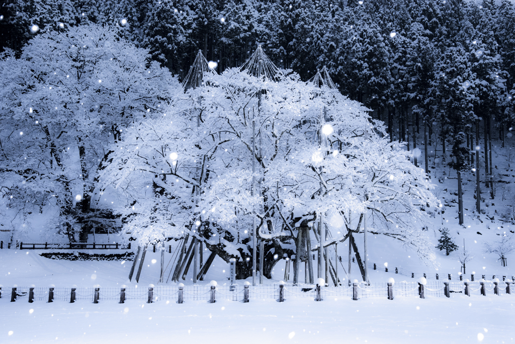 厳冬の桜