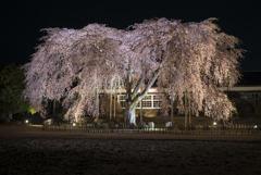 校庭の夜桜