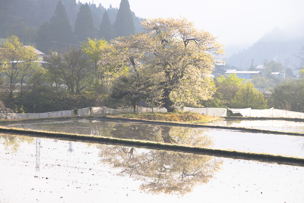 霧の境界の桜