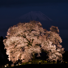 夜桜富士
