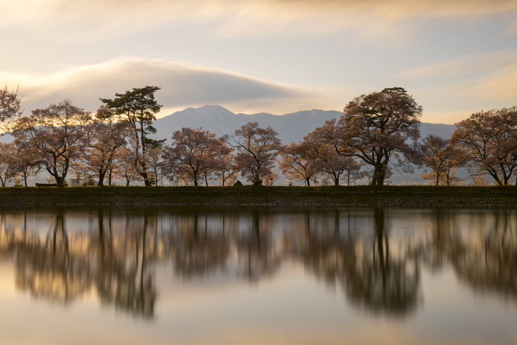 夕刻の桜並木
