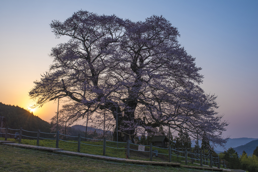 千年桜の朝