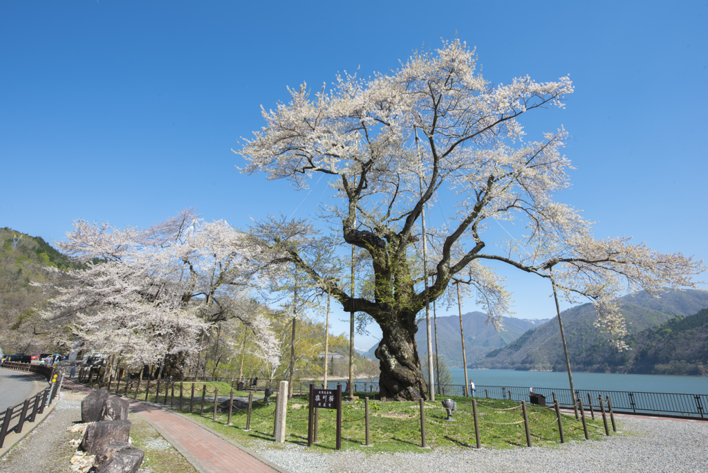 2018〆の桜