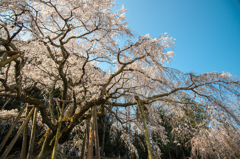 満開をありがとう