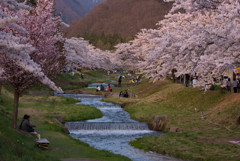 観音寺川の桜並木1