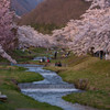 観音寺川の桜並木1