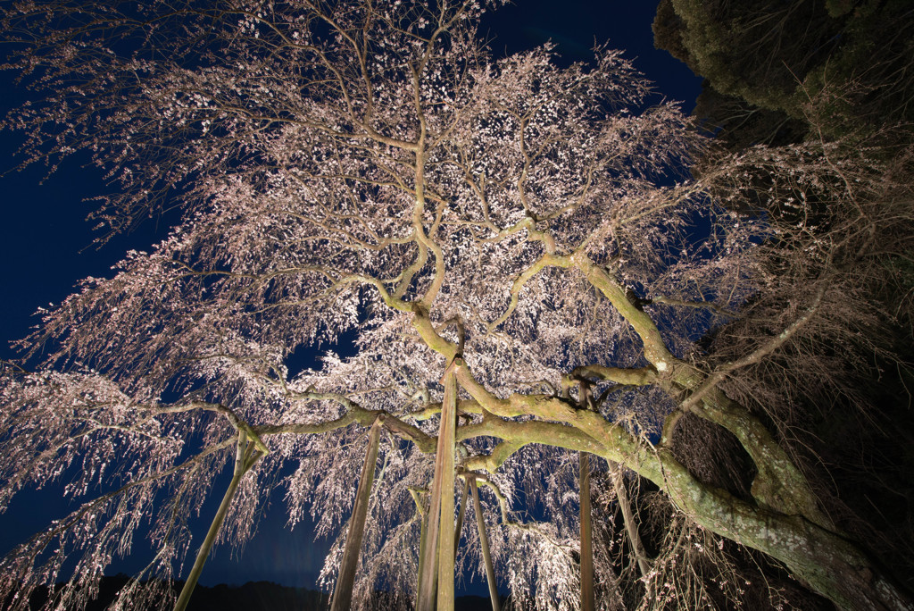 春の夜空を覆う