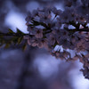 観音寺川の桜並木3