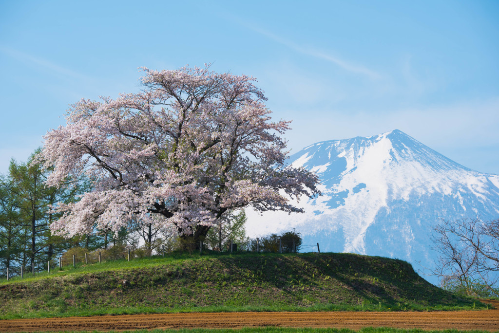 今回の最北点の桜