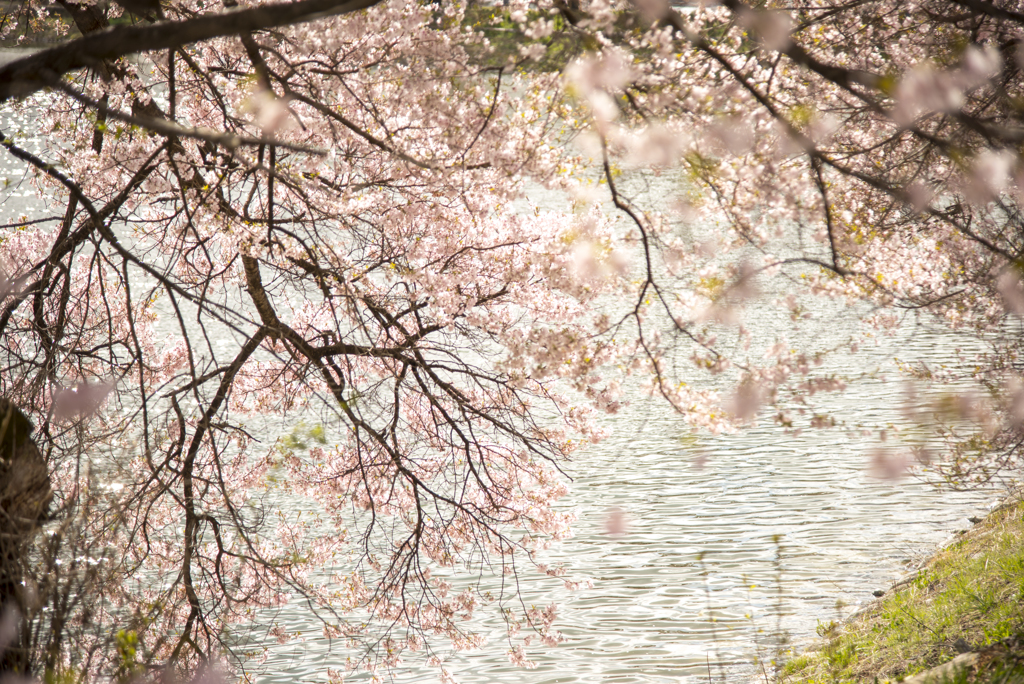 桜色の水辺