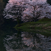 桜に陽が射し