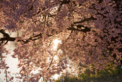 桜、日が落ちる前に