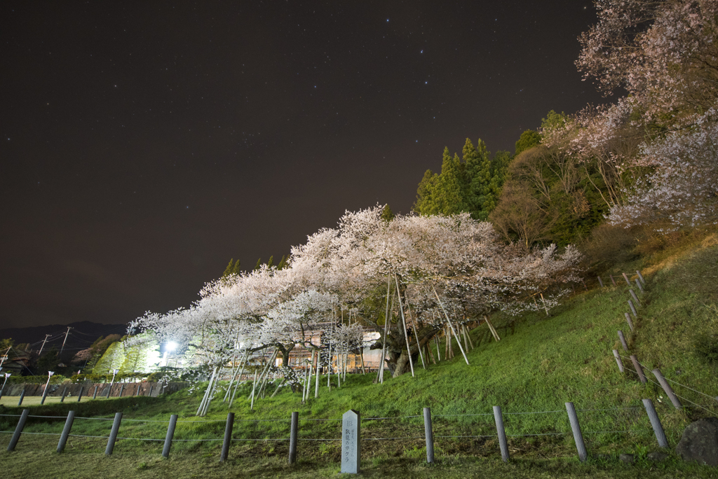 夜桜