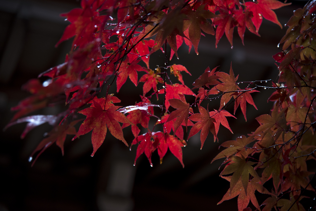 紅葉はいつも雨