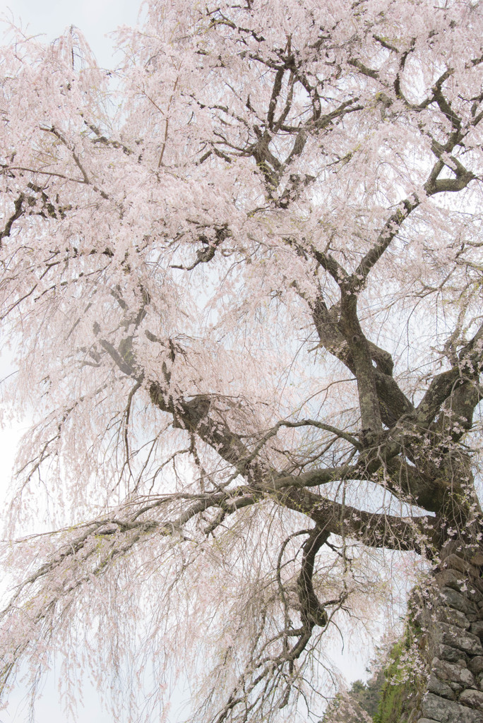 夢幻の桜