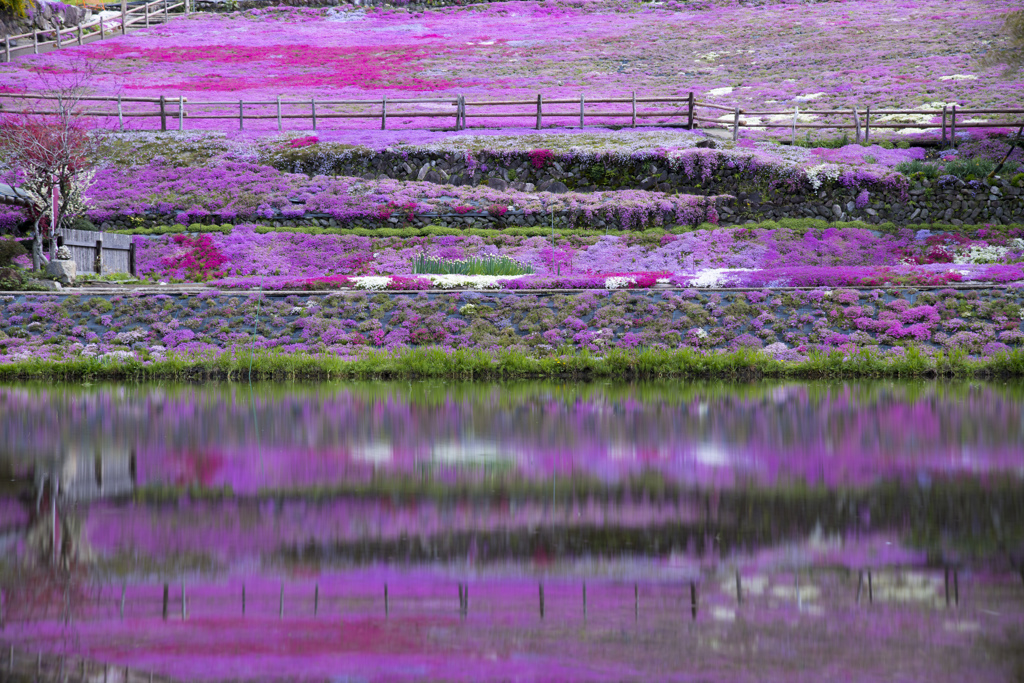 花々の映り込み