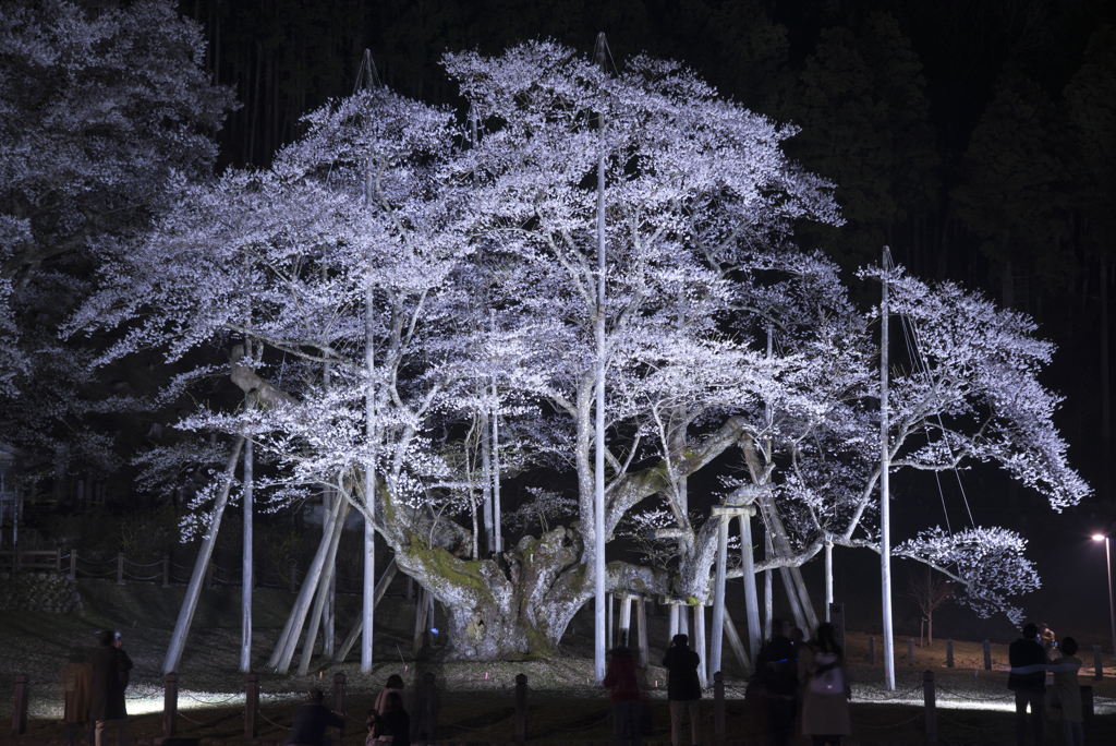 その桜の大きさ