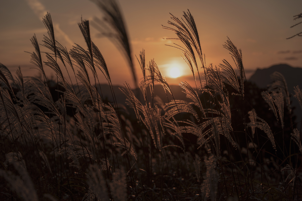 夕日とすすき