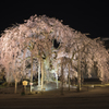 舞台の夜桜