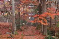秋霧の参道