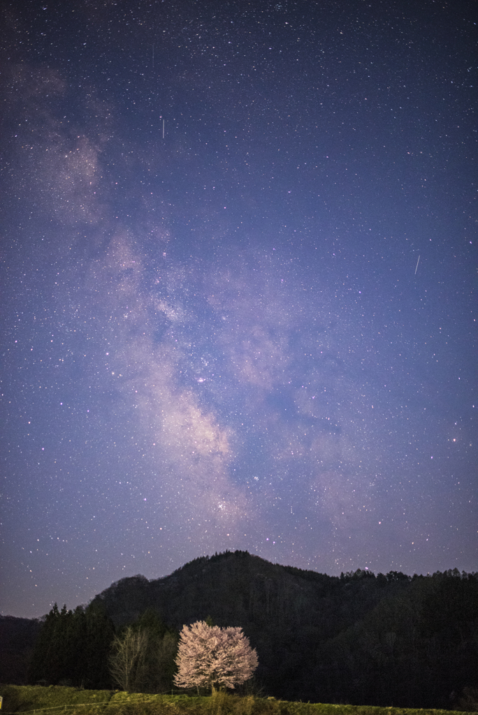 宇宙に咲く