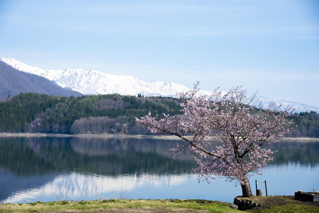静かな湖畔の桜