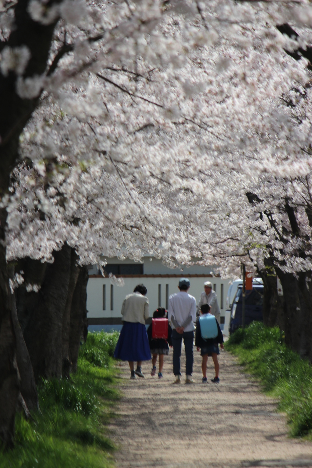 入学式が待ちきれない