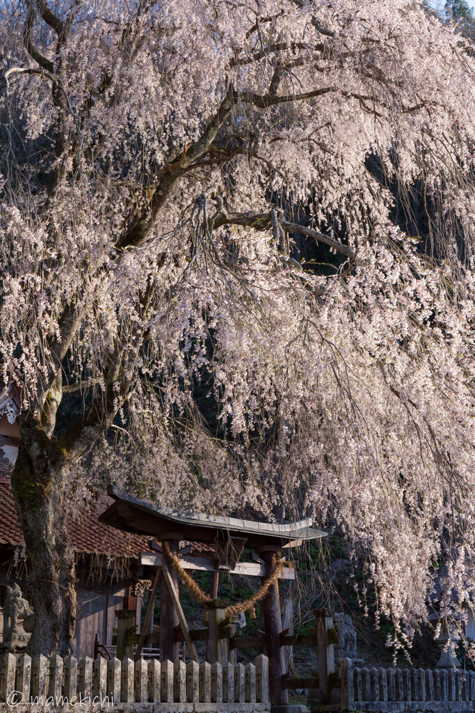 知る人ぞ知るしだれ桜。