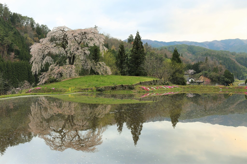 与一野のしだれ桜2