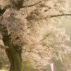桜の根元の小さなほこら。