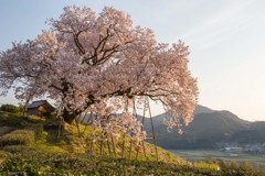 来年も行きたい桜