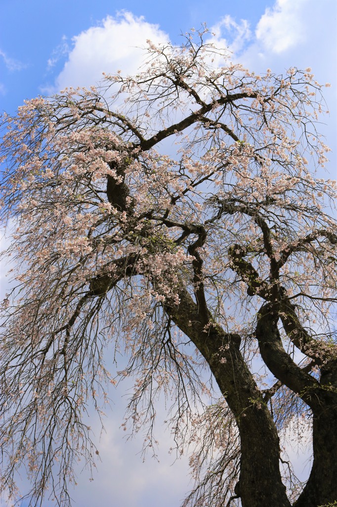 長沢のしだれ桜 出遅れVer.2