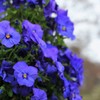 花は詳しくないので