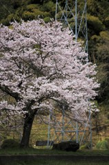 なんか気になった桜の木