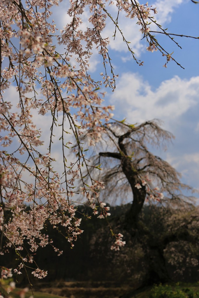 長沢のしだれ桜 出遅れVer.3