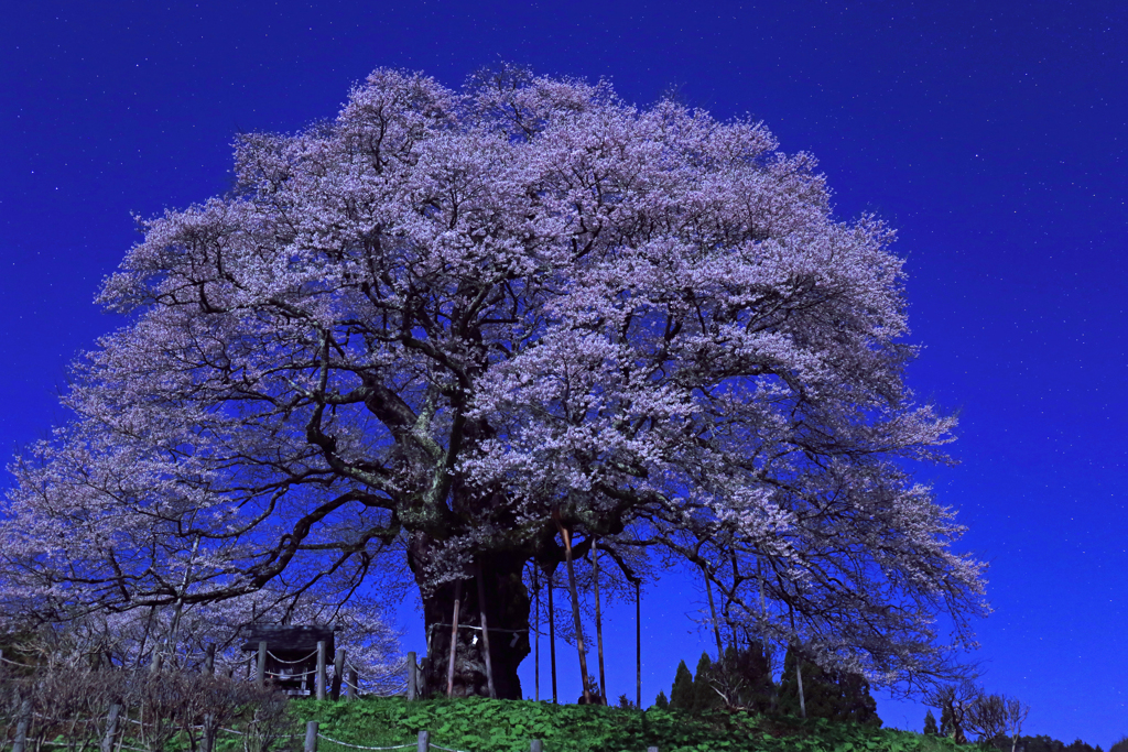 月明かりの醍醐桜