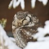ふくろう